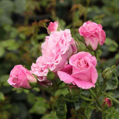 Rosa  Szent Erzsébet - růžová - Stromkové růže, květy kvetou ve skupinkách - stromková růže s keřovitým tvarem koruny